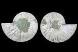 Cut & Polished Ammonite Fossil - Agatized #88202-1